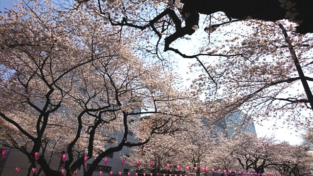 満開の桜 写真